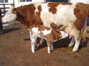 怀孕母牛的饲养管理