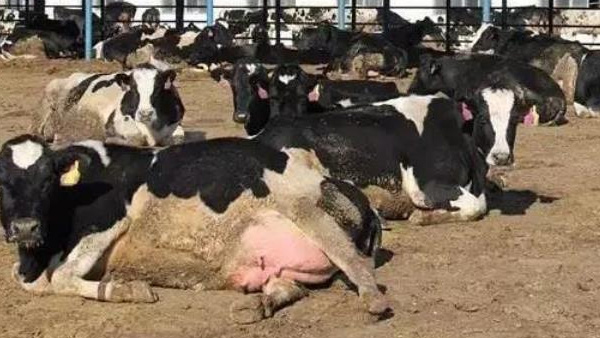 爱牧多百科：泌乳奶牛高产管理与隐性乳腺炎的检测