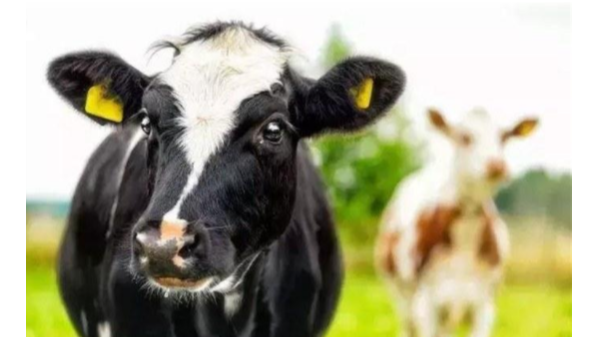 犊牛低温症治疗方案 冬季养牛注意事项！