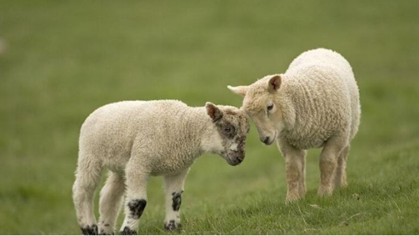 母羊排卵如何检测？如何提升母羊繁育成功率？