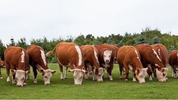 小牛看家—北方地区养牛选择什么品种最合适？适合养的牛有哪些？