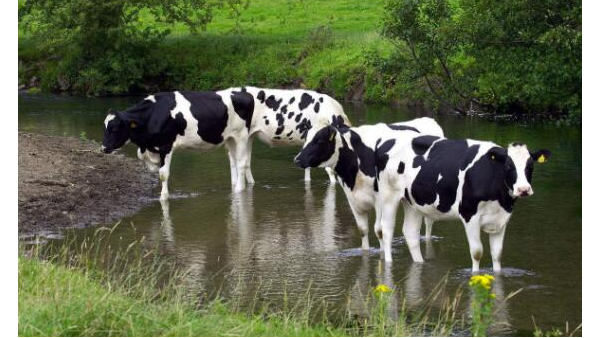 犊牛低温综合症导致犊牛死亡 如何避免犊牛低温症？