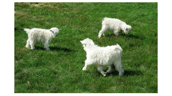 新生小羊羔安全度过哺乳期的管理方法