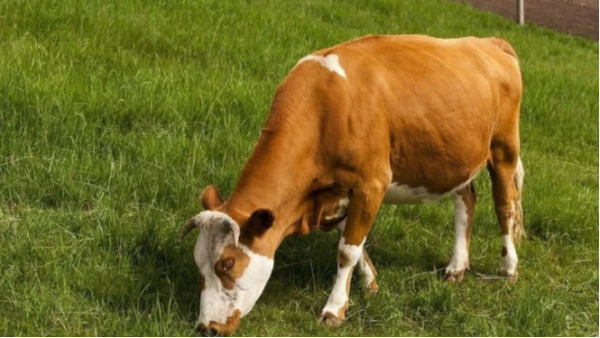 犊牛饲养管理技术要点 冬季犊牛保暖需要注意什么？