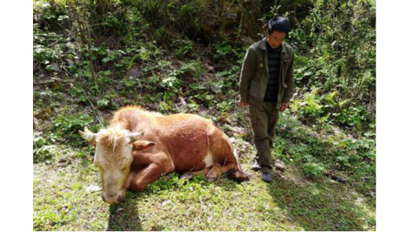 小牛看家浅谈：牛子宫内膜炎的症状和治疗措施