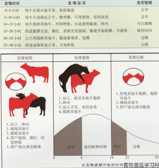 人工输精图解