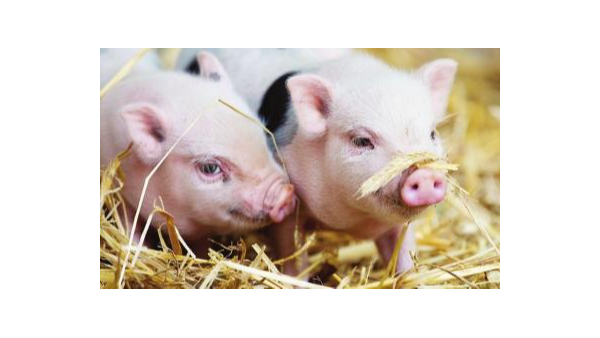 新生仔猪产后四天护理、养猪人必看。