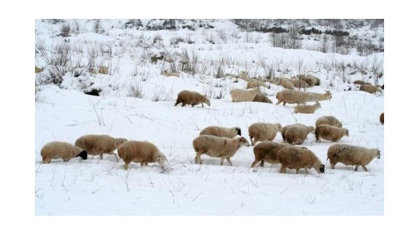 河北爱牧多为您详细解答：羊群冬季放牧以及饲喂的方法。