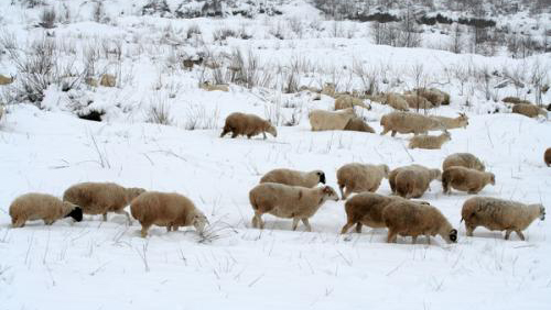冬季羊群放牧