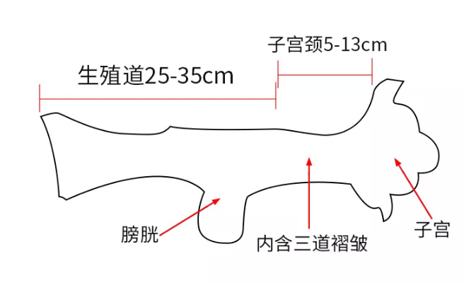 养牛科普：母牛生殖系统与人工输精