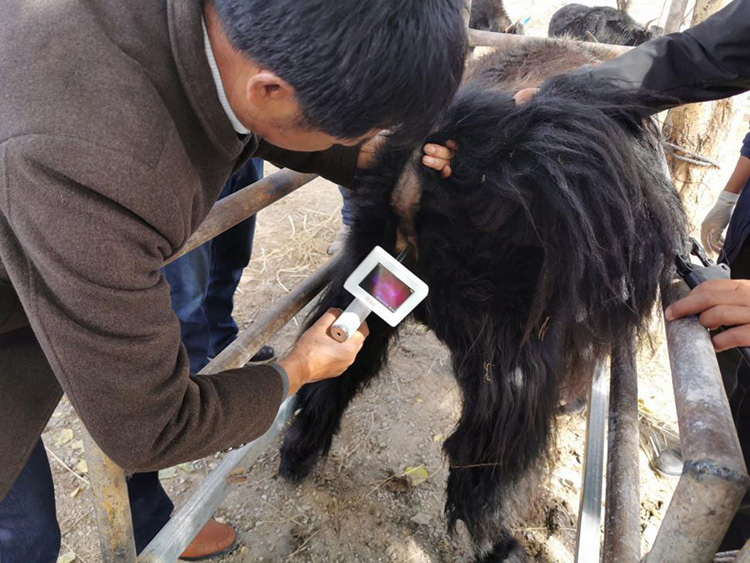 甘肃省甘南藏族自治州畜牧工作站-爱牧多案例