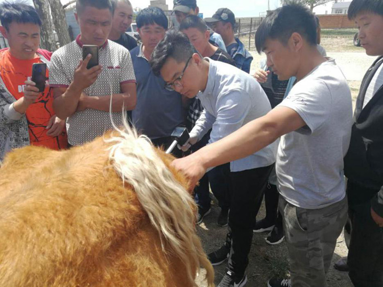 内蒙古呼伦贝尔市贝尔苏木畜牧兽医站-爱牧多案例