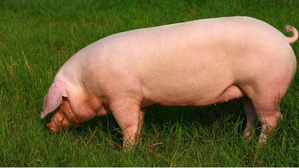 母猪繁殖技术：如何提高母猪繁育成功率？