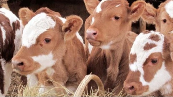 冬季犊牛养护注意事项 如何给小牛犊进行保暖？