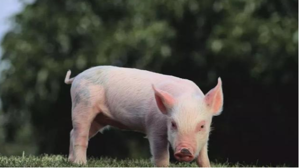 猪精保存温度与存活时间介绍 猪精可以保存多久？