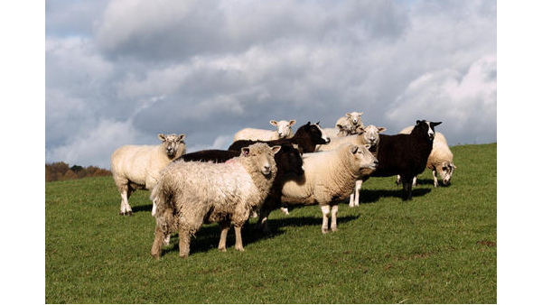 冬季养羊，爱牧多为您提炼五点要求需要注意！