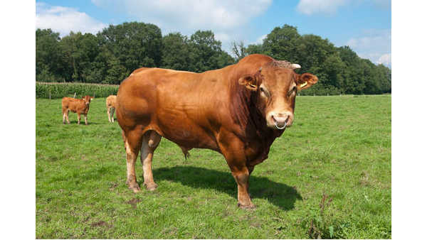 黄牛繁殖力低怎么办